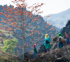 Central Vietnam - Hoian - My Son