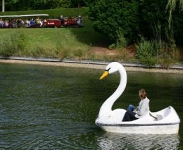 Peddle Boat the West Lake like a … swan?
