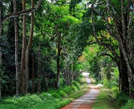 Trekking Cuc Phuong National Park