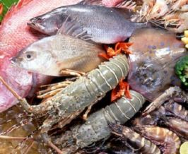 Tips for safe dining of seafood in Halong