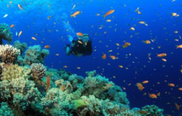 Diving and snorkeling 